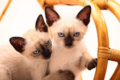 如何喂养暹罗猫 喂食猫粮需要注意些什么