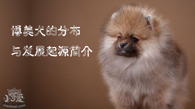 博美犬的分布与发展起源简介_小可爱宠物网