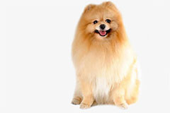 博美犬的优缺点