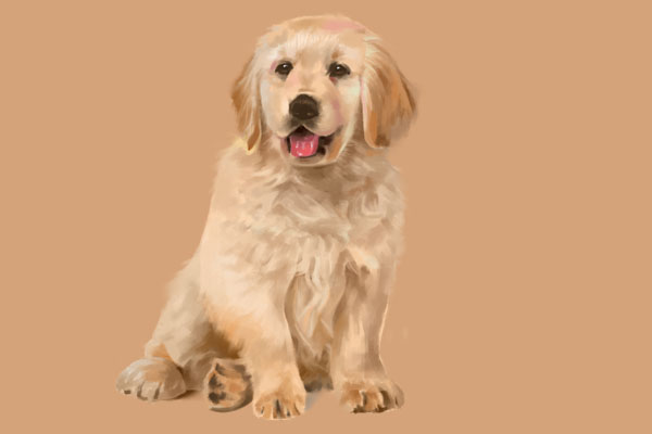 怎么给金毛的爪子修毛