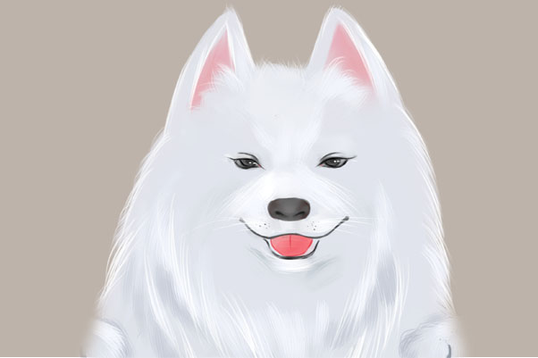 纯种萨摩耶幼犬多少钱