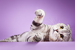 苏格兰折耳猫喂养方法