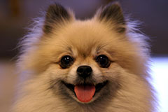 博美犬的喂养方法