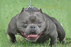 美国恶霸犬优缺点