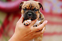 美国恶霸犬如何鉴别挑选