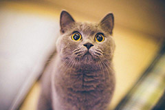 英国短毛猫喂养方法
