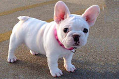 法国斗牛犬简介