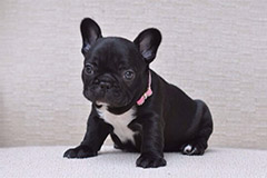 法国斗牛犬喂养方法