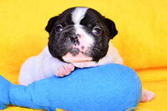 法国斗牛犬鉴别挑选