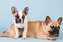 狗狗一见到陌生人或者其他狗狗就激动，无法控制怎么办？