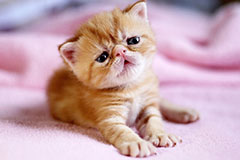 刚出生没多久的小奶猫喂养的方法和注意事项