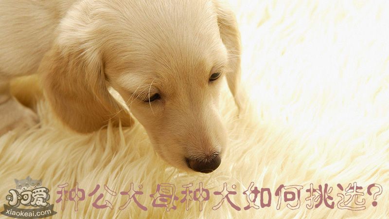 種公犬母種犬如何挑選_小可愛寵物網