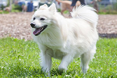 爱斯基摩犬的挑选方法