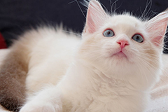 宠物猫咪几个月大的时候可以开始吃猫粮？