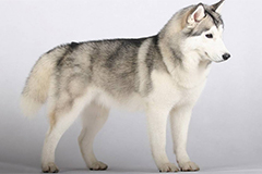 饲养哈士奇你做好准备了吗？