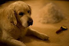 宠物狗狗掉毛怎么办