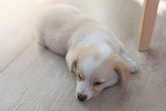 怎样预防宠物狗狗感冒