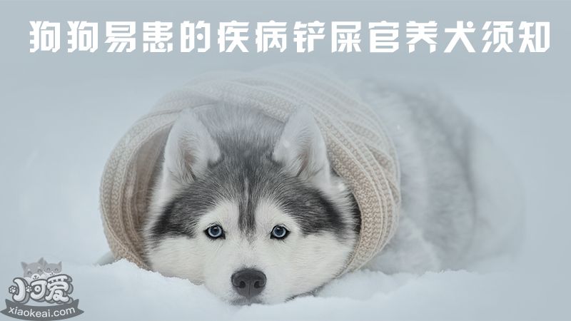 狗狗易患的疾病铲屎官养犬须知_小可爱宠物网