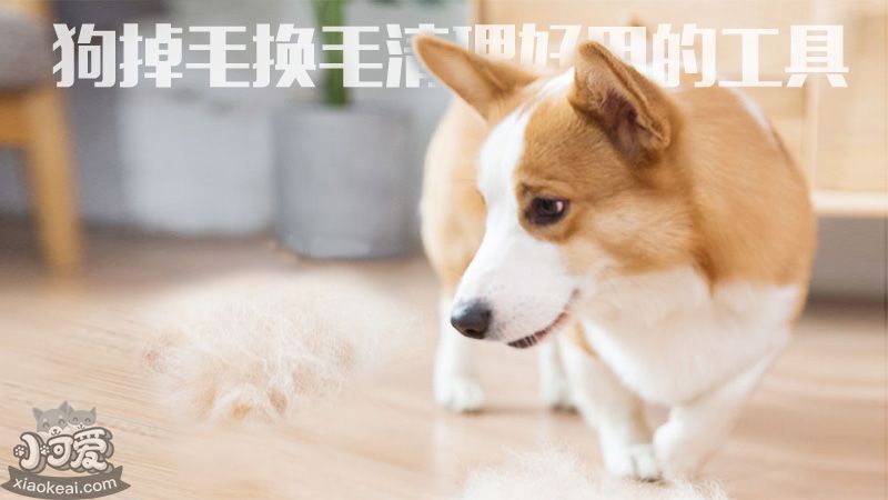 狗掉毛换毛清理好用的工具_小可爱宠物网