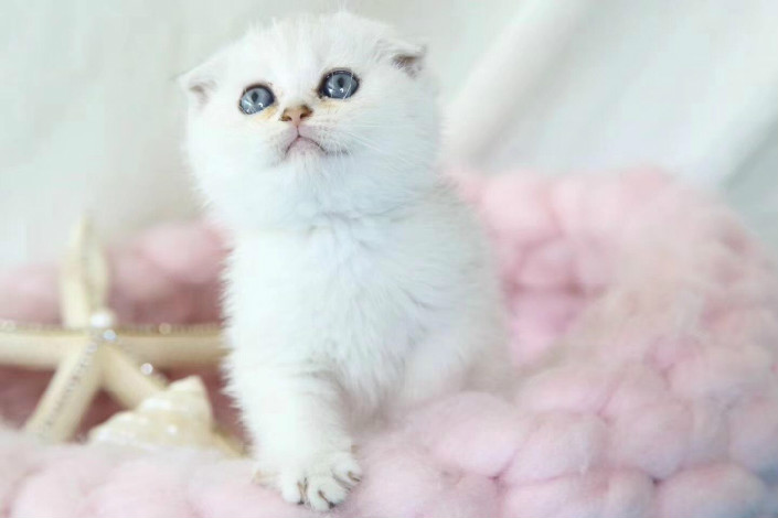 折耳猫遗传病 看到这个病你心疼吗