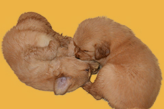 如何解决宠物狗身上体臭异味？