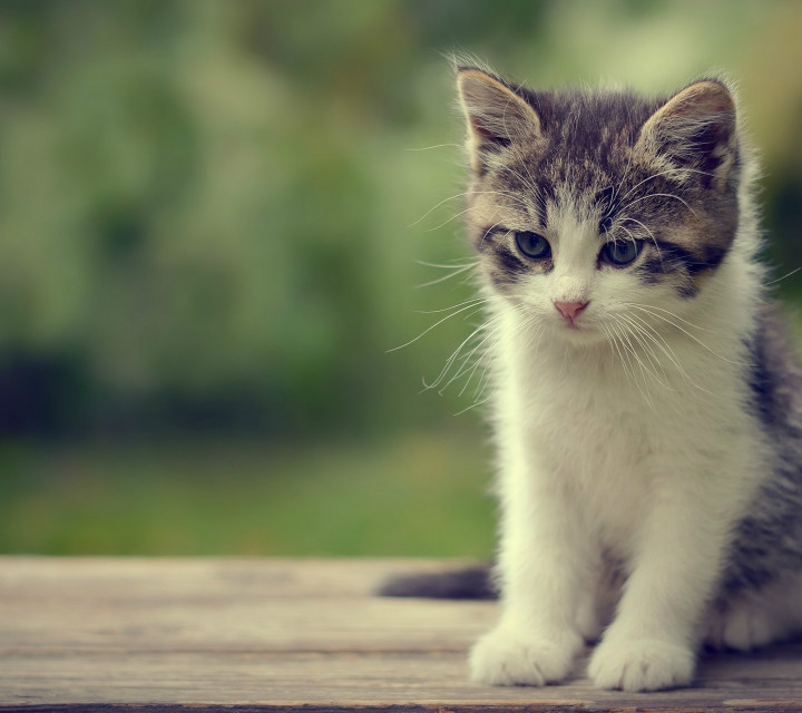 猫掉毛严重什么原因 春天严重掉毛的烦恼怎么办