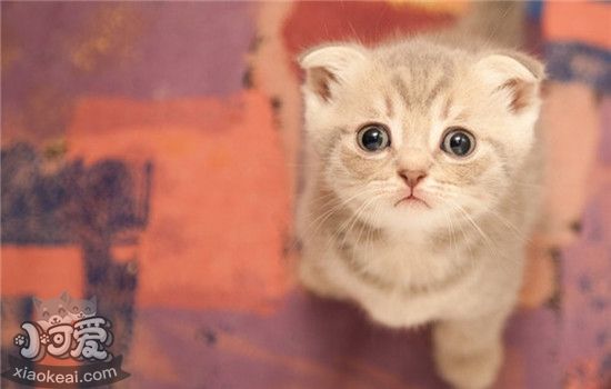 猫掉毛吃什么好 春季如何给猫调整饮食结构