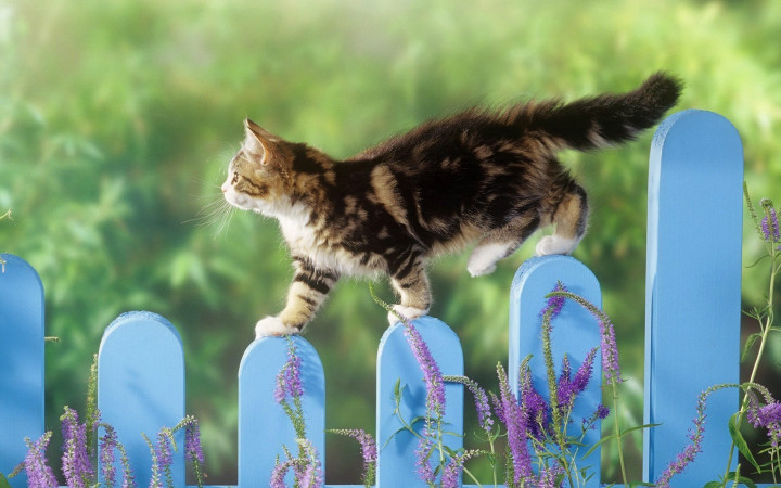 猫掉毛吃什么好 春季如何给猫调整饮食结构