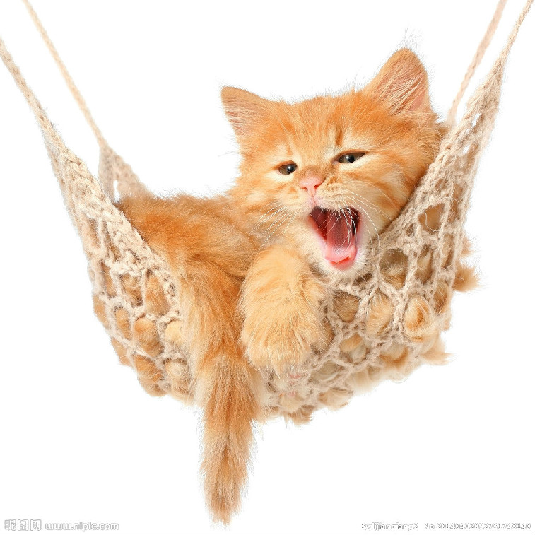 猫掉毛怎么清理 毛发清理大作战如何取胜