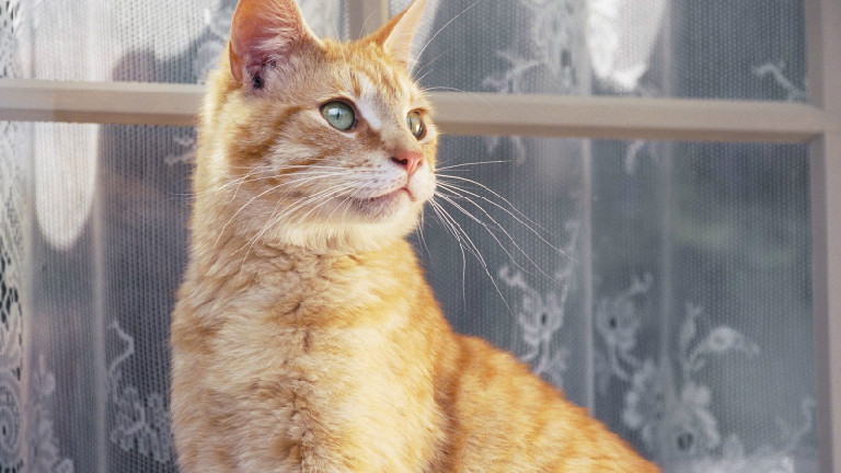 春季猫咪常见疾病 如何有效预防