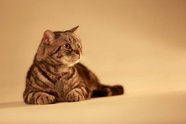 猫掉毛可以把毛剃掉吗 猫剃毛后会怎么样