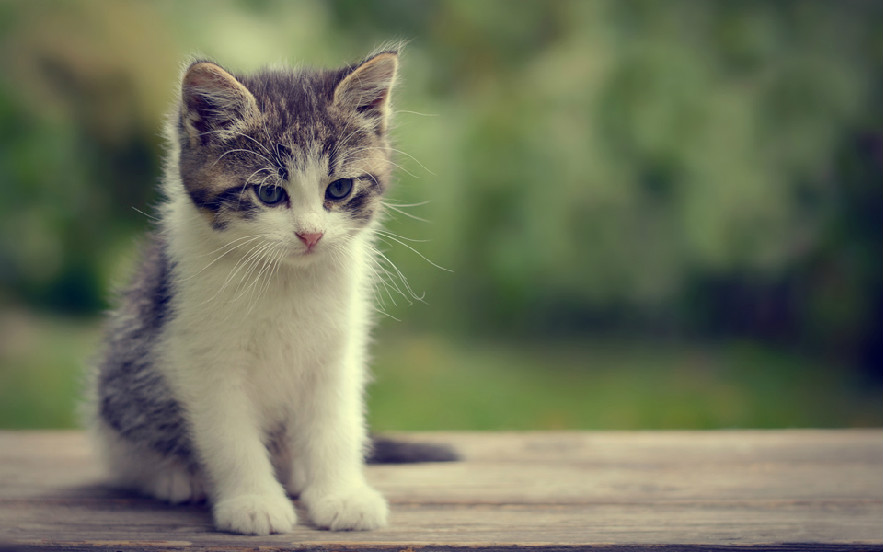 猫掉毛严重怎么办 生理性还是病理性要分清