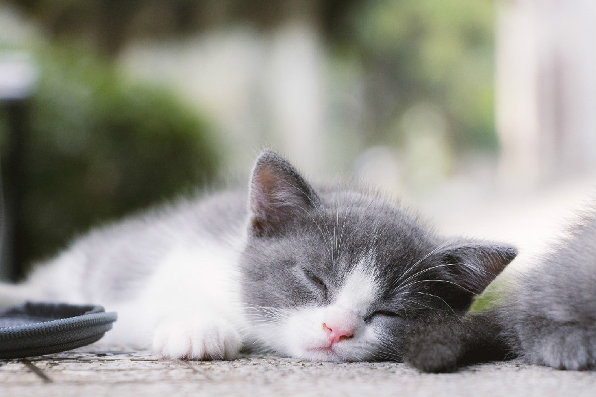 猫掉毛期是什么时候 季节性和生理性是主要掉毛期