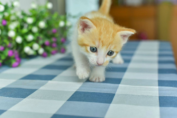 猫掉毛秃了一块怎么办 猫咪会因此而抑郁吗