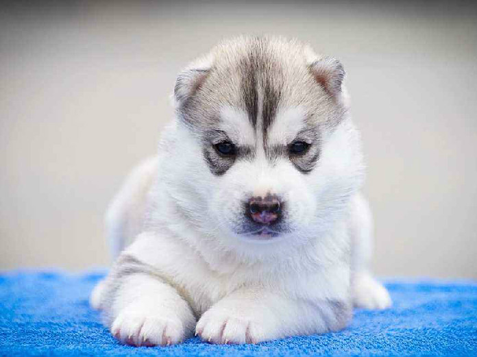 哈士奇为什么叫二哈 谁让它撒手没呢