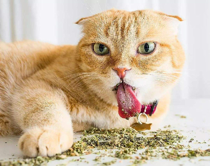 猫薄荷多久喂一次 关于猫薄荷你了解多少
