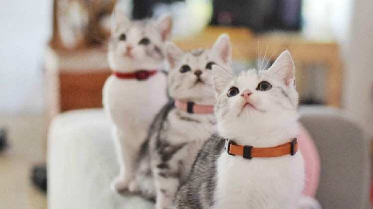 2个月小猫多久大便一次