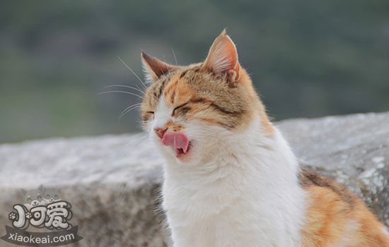 被小猫咬了一个小眼儿