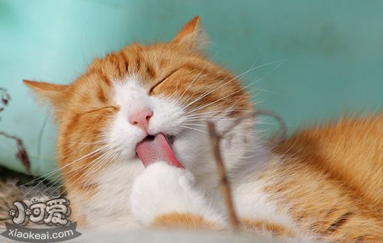 被小猫咬了一个小眼儿