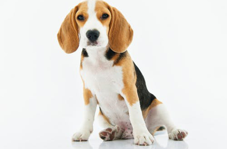 狗狗多大开始认主人 成年才认主的狗子也不少呢