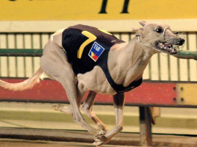 greyhound 是什么狗