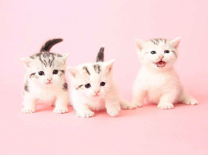 矮脚猫为什么不能养 矮脚猫是什么神奇品种