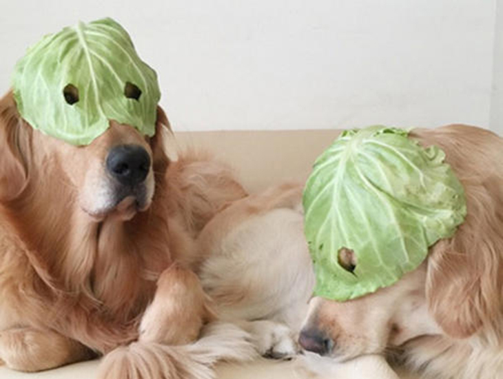 狗狗可以吃包菜吗？