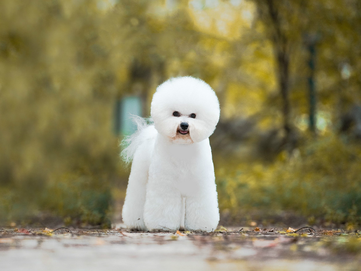 比熊几个月可以吃干狗粮