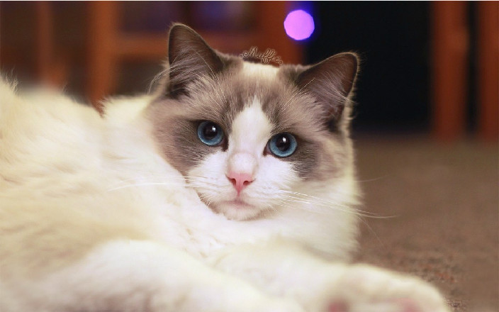 布偶猫是什么猫杂交的