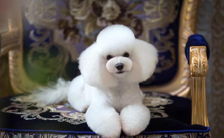 比熊几个月就可以圆头