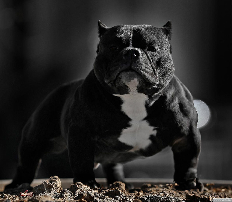 恶霸几个月长胸爆头