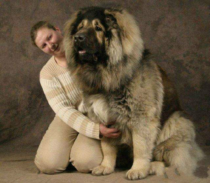 高加索和藏獒哪个厉害