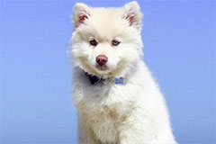 携带宠物入境出境以及宠物托运流程