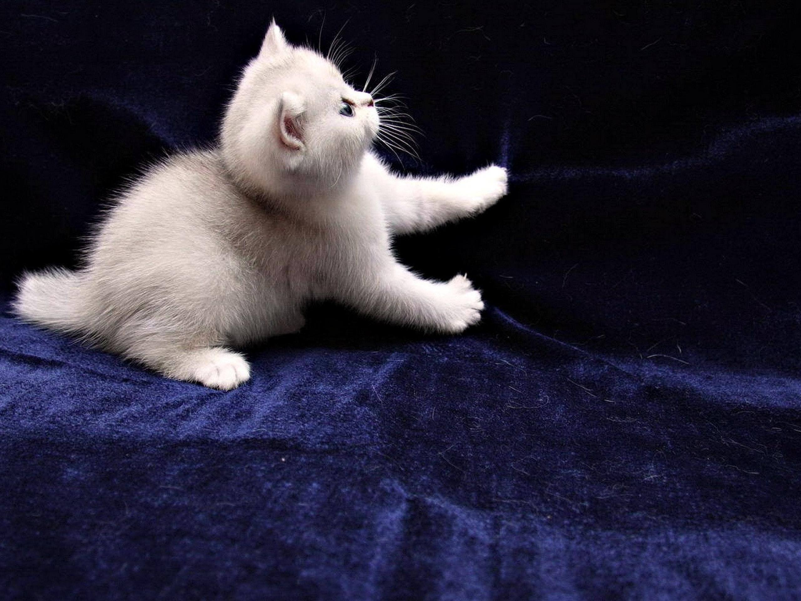 小猫随地大小便怎么办